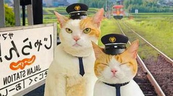 蘑菇视频官方版下载：丰富内容资源与多平台整合