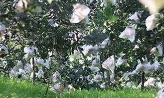 关于x7瓯美x7x7任意噪官方版的最新消息解析