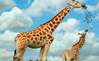 最新动画观影体验：免费观看45分钟高清电视动漫官方版解析