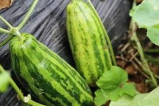 从国产影片到麻豆视频在线播放官方版：探索中国本土内容的崛起