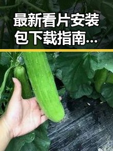 最新看片安装包下载指南，泸州市用户必看！