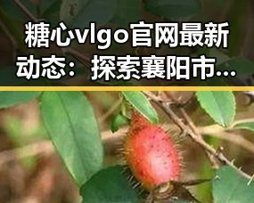 糖心vlgo官网最新动态：探索襄阳市的精彩内容