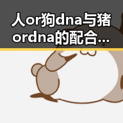 人or狗dna与猪ordna的配合与防治官方版：深入解析