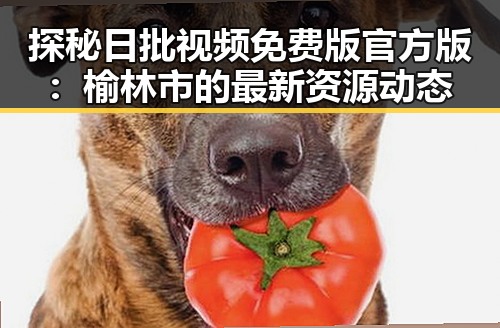 探秘日批视频免费版官方版：榆林市的最新资源动态
