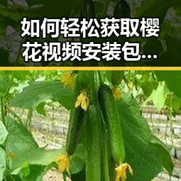 如何轻松获取樱花视频安装包下载资源
