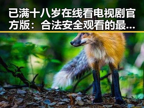 已满十八岁在线看电视剧官方版:合法安全观看的最佳选择